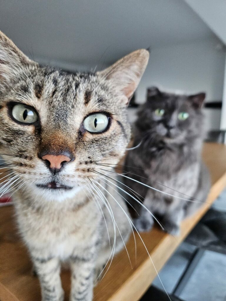 Affittacamere I Gatti delle 5 Terre